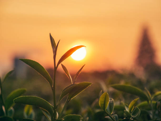 Green tea tree leaves camellia sinensis in organic farm sunlight. Fresh young tender bud herbal farm on summer morning. Sunlight Green tea tree plant. Close up Tree tea plant green nature in morning